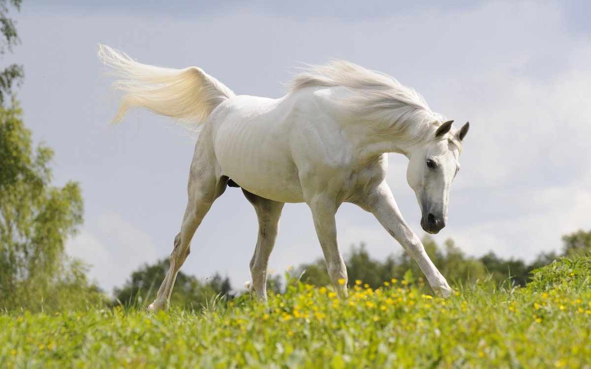 Белый жеребец