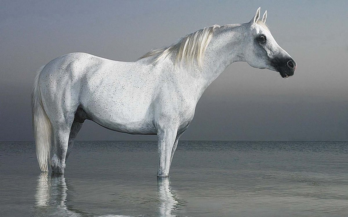 Тим Флэк фотографии лошадей