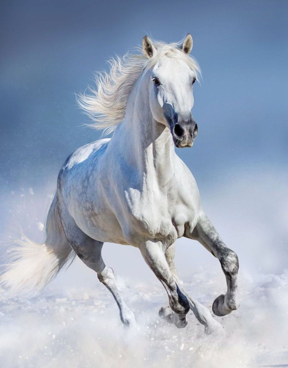 Белая лошадь