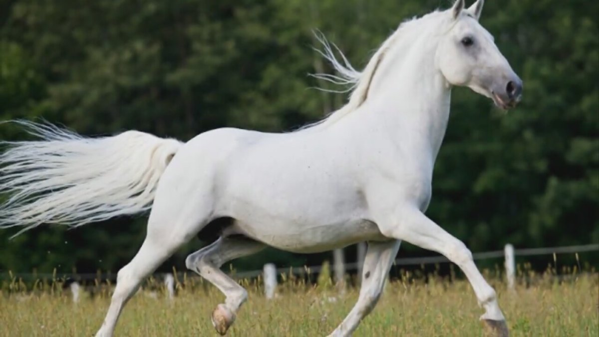Порода лошадей Липицианская белые