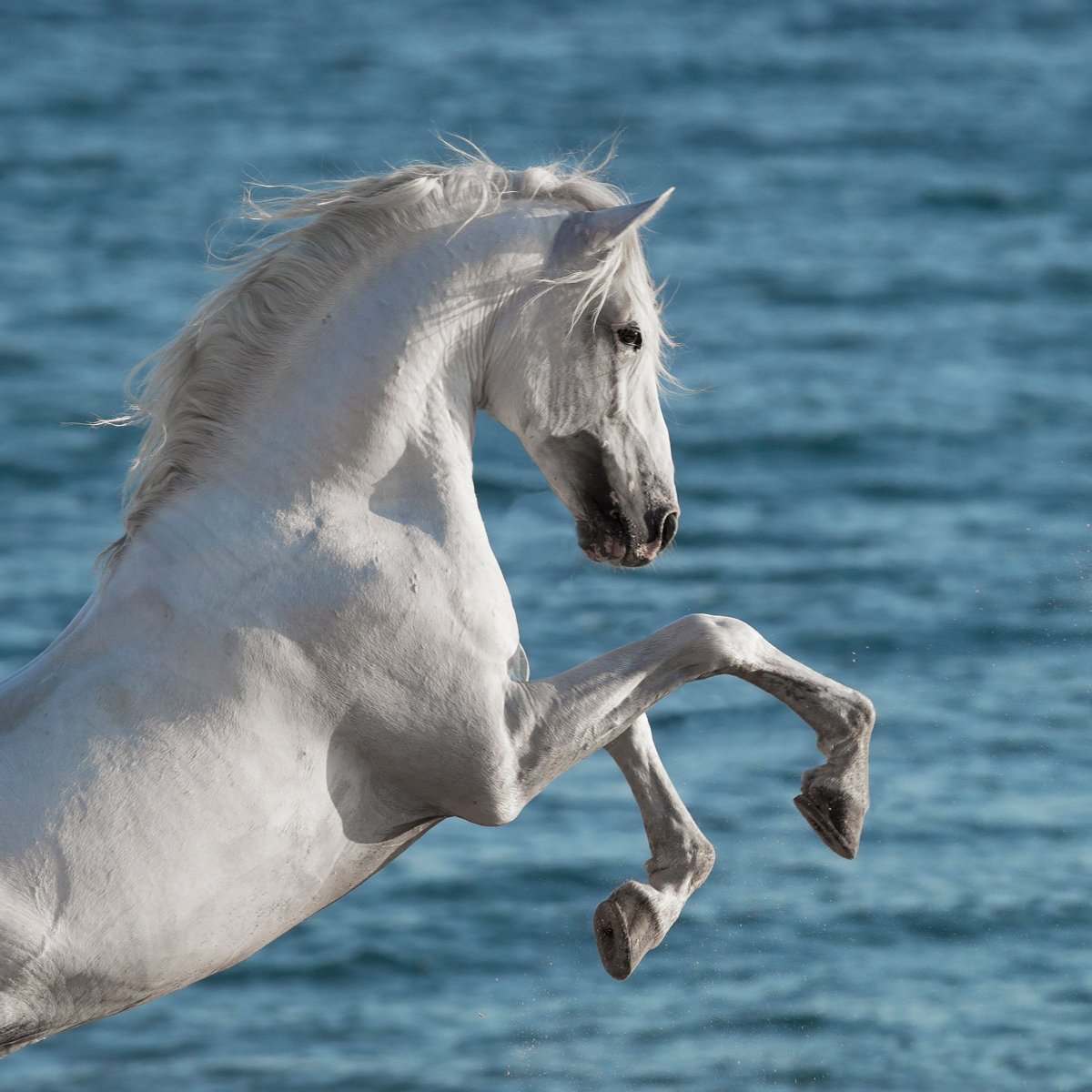 Картинки лошадей