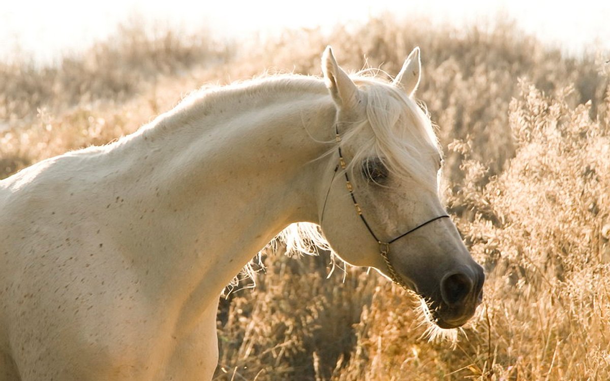 Белая кобыла