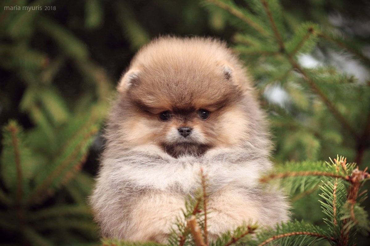 Шпиц померанский медвежьего белый