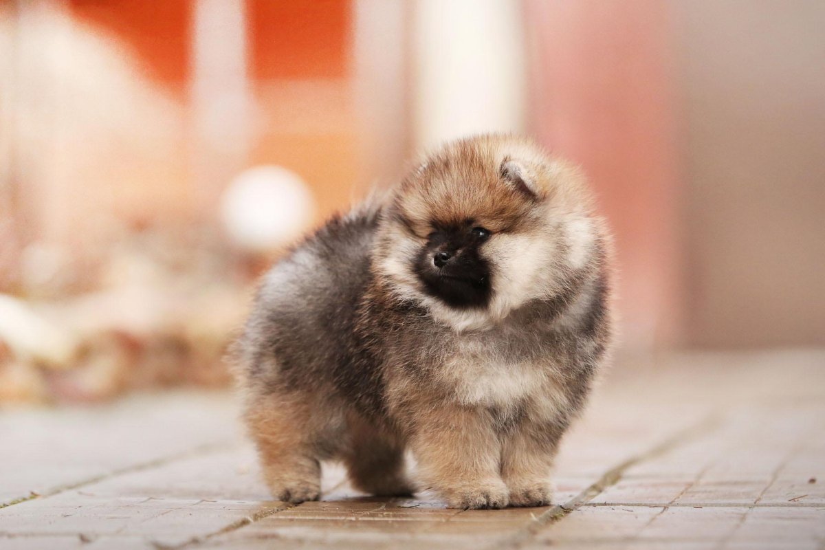 Шпиц померанский медвежьего