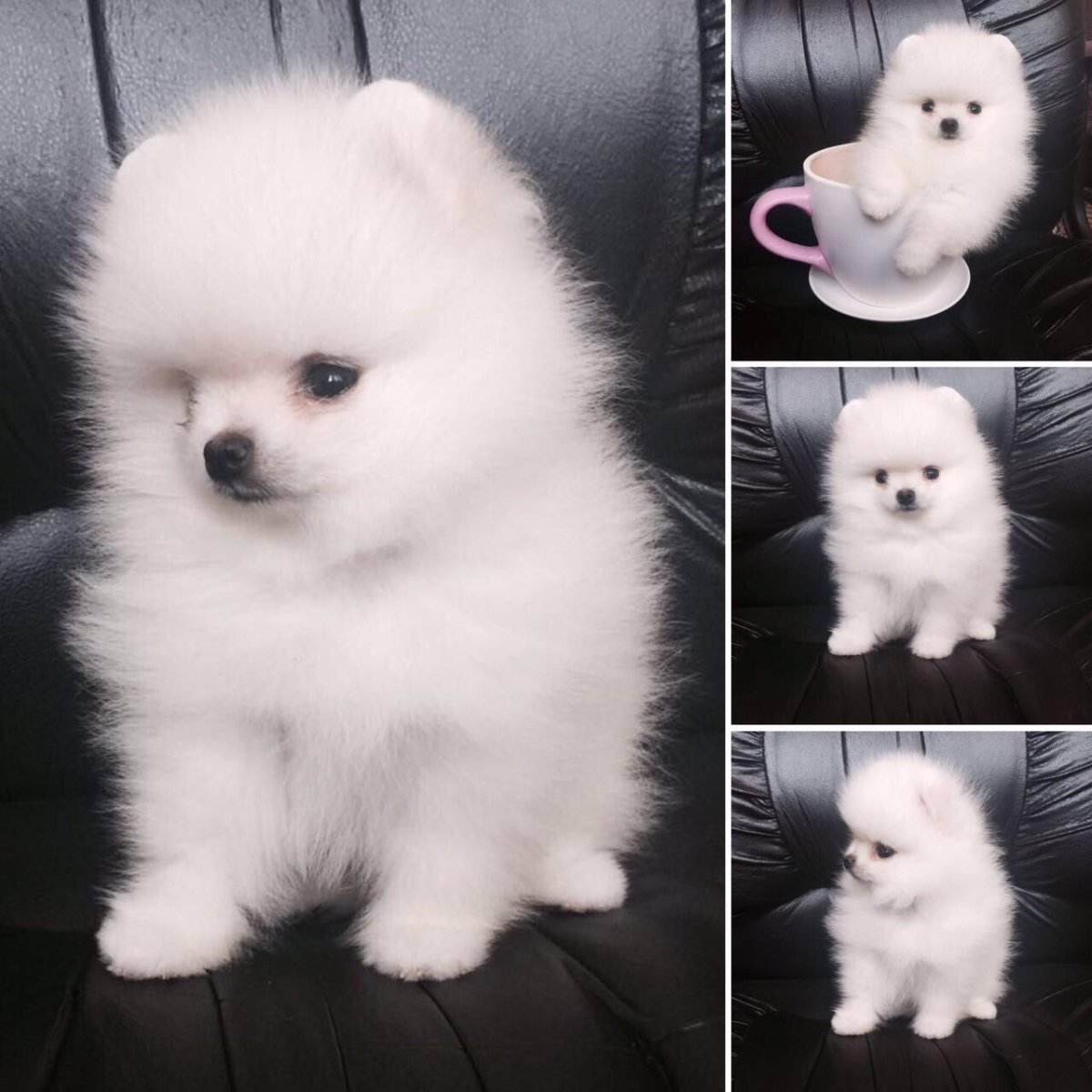 Шпиц померанский медвежьего белый