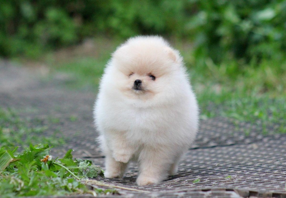 Японский шпиц медвежьего типа