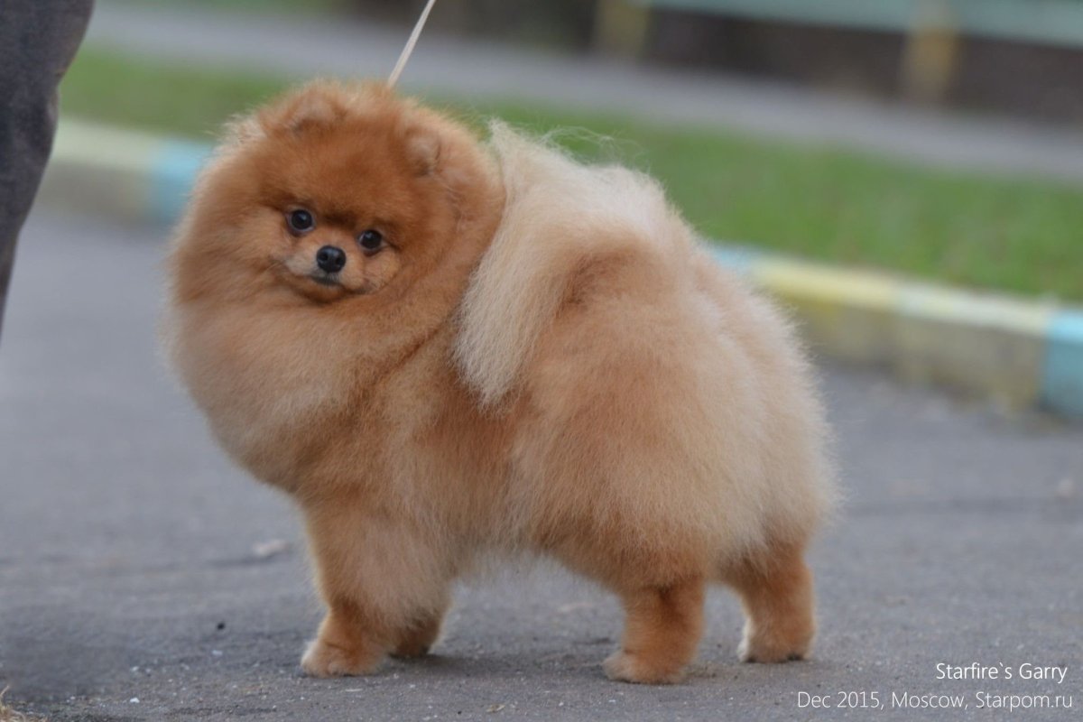 Шпиц померанский медвежьего взрослый