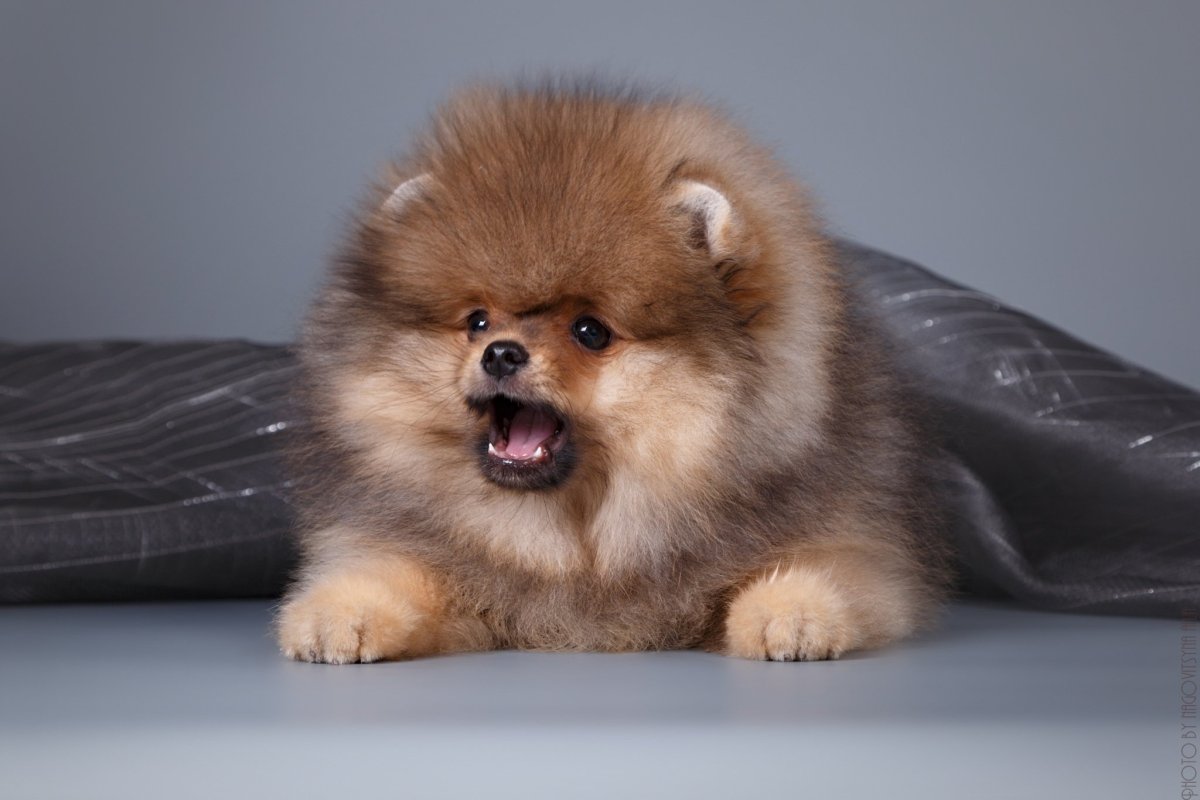 Шпиц померанский медвежьего