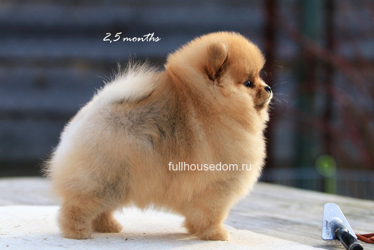 Померанский шпиц медвежьего типа рыжий