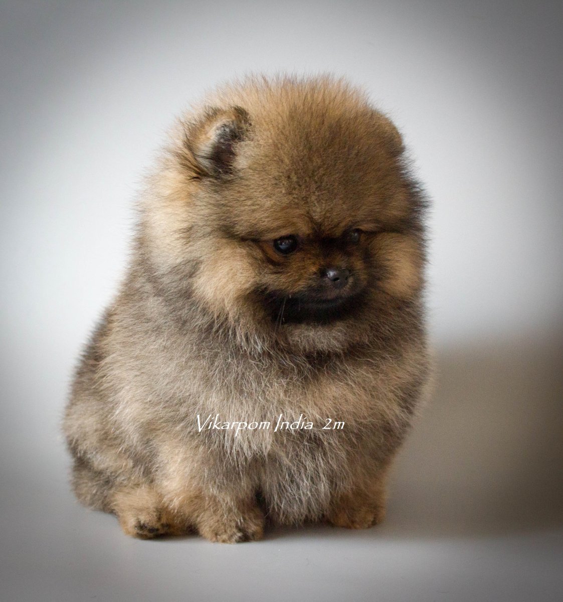 Померанский шпиц