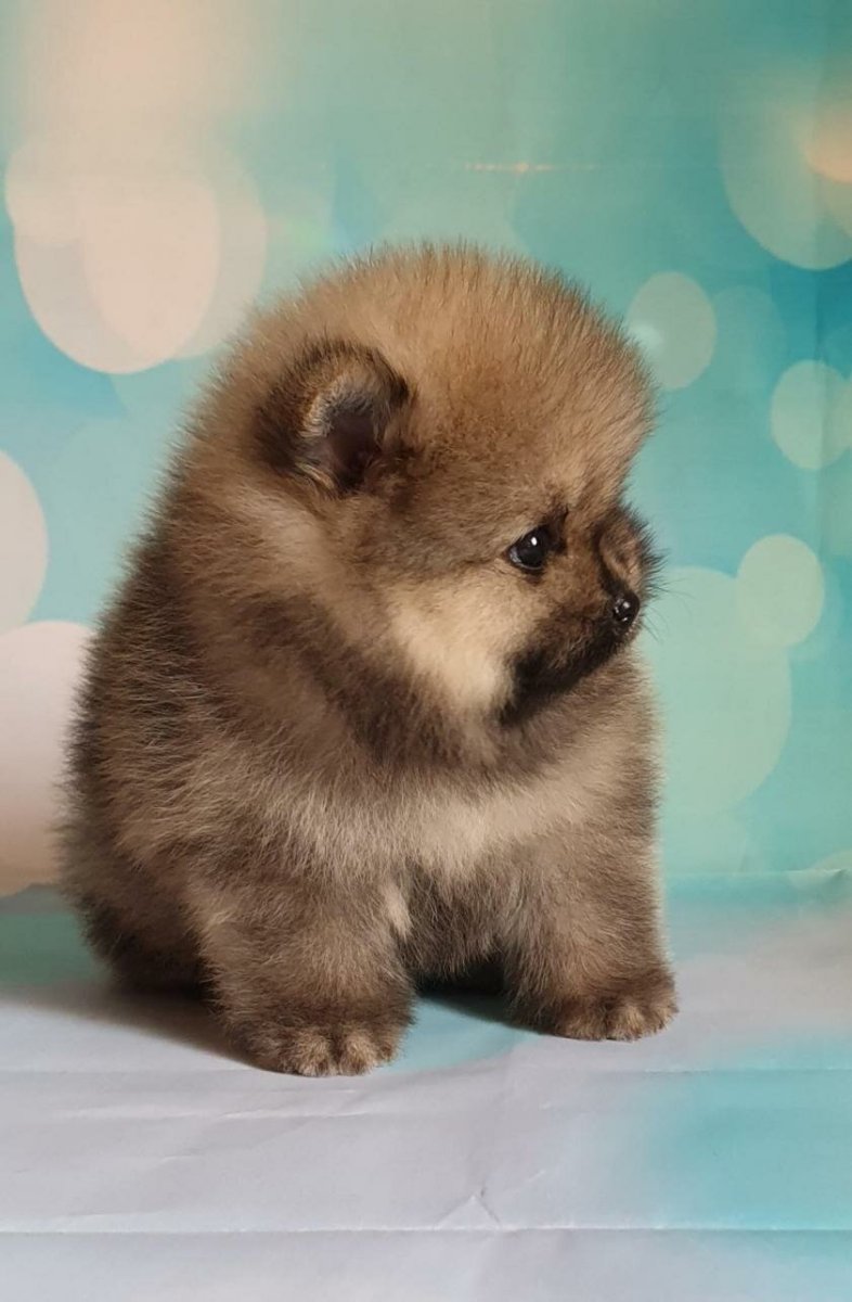 Шпиц померанский медвежьего