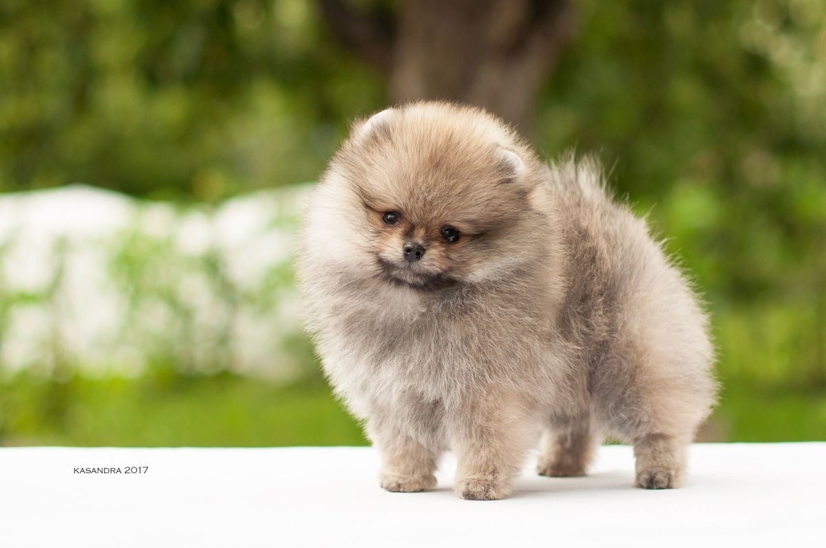 Микро померанский шпиц