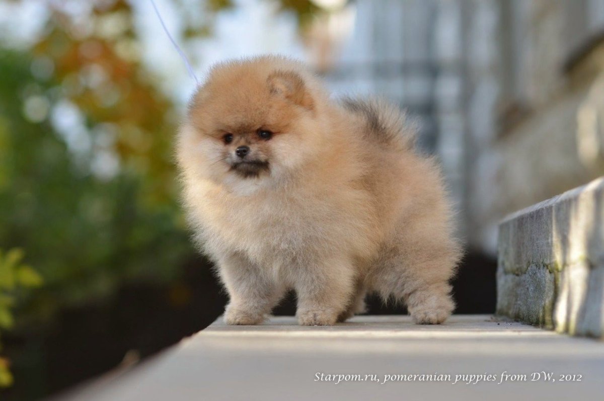 Померанский шпиц медвежьего типа мини