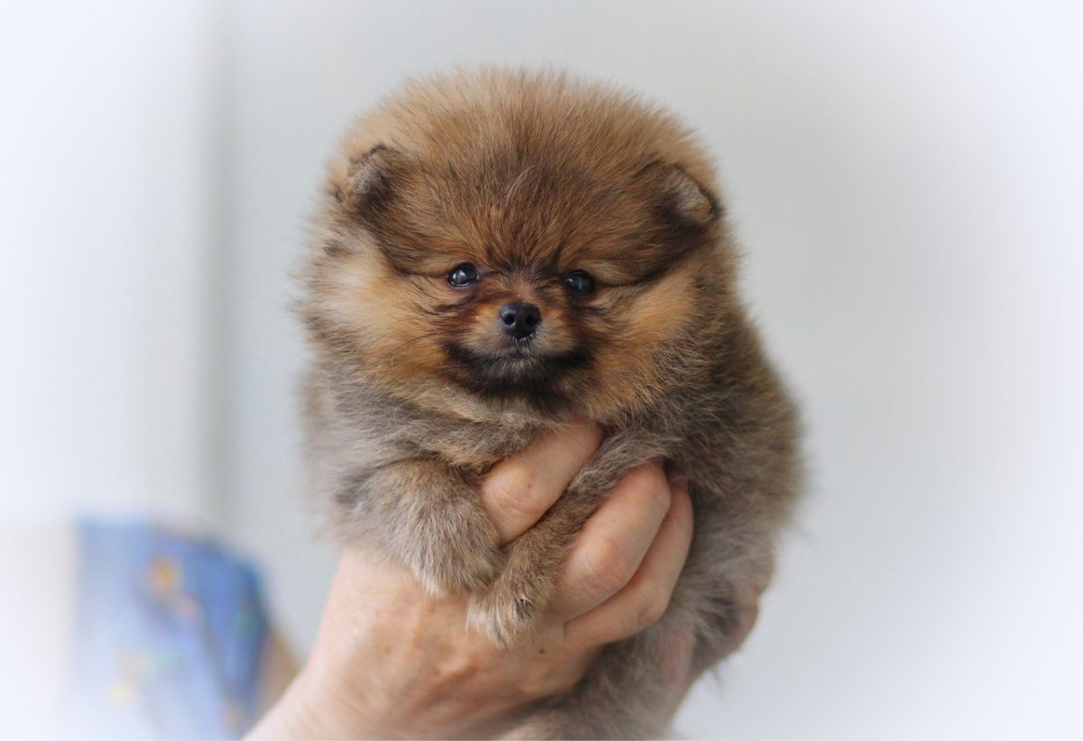 Карликовый шпиц Медвежонок