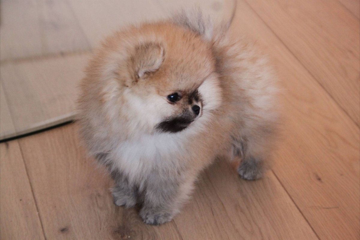 Шпиц померанский медвежьего