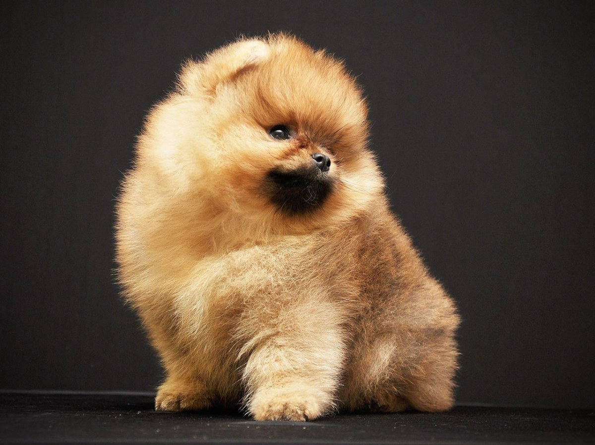 Шпиц померанский медвежьего