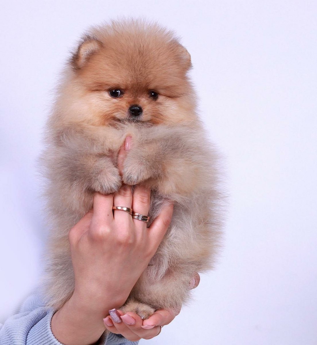 Померанский карликовый шпиц медвежьего