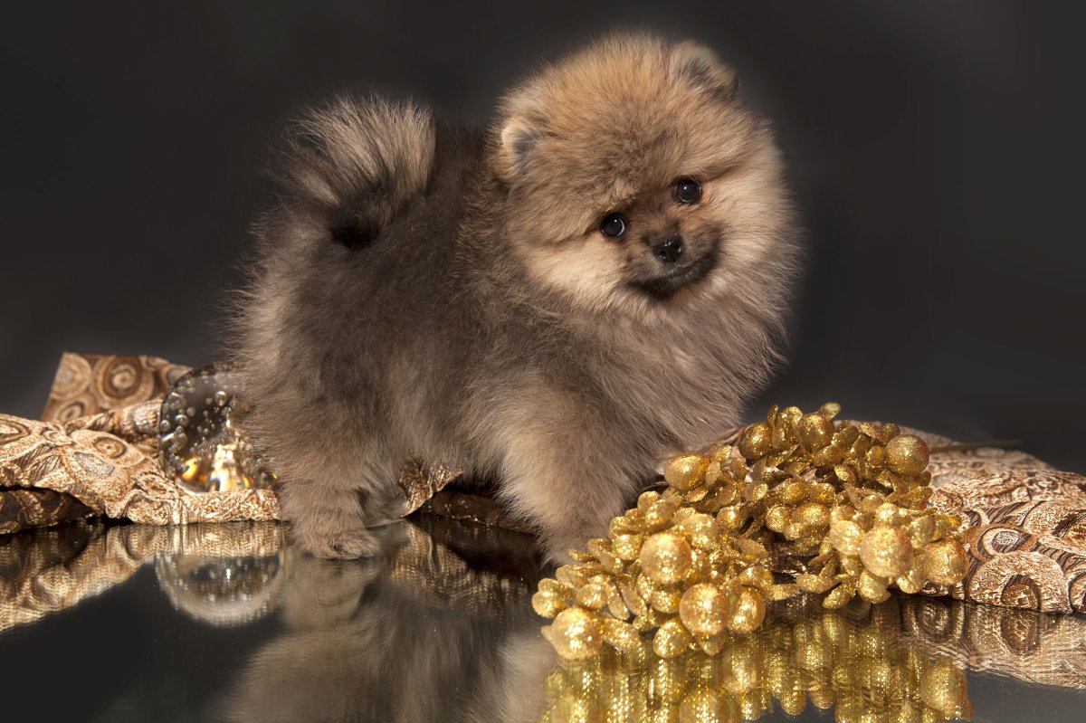 Шпиц померанский медвежьего