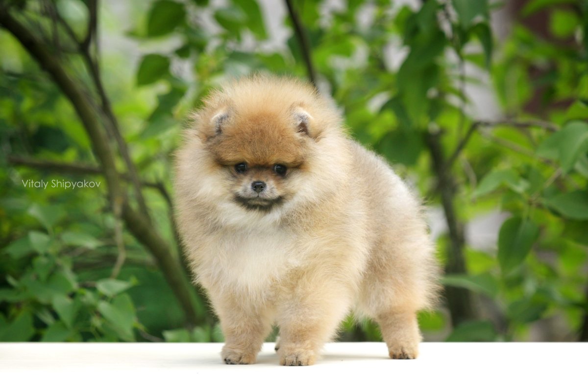 Карликовый шпиц енотовидная