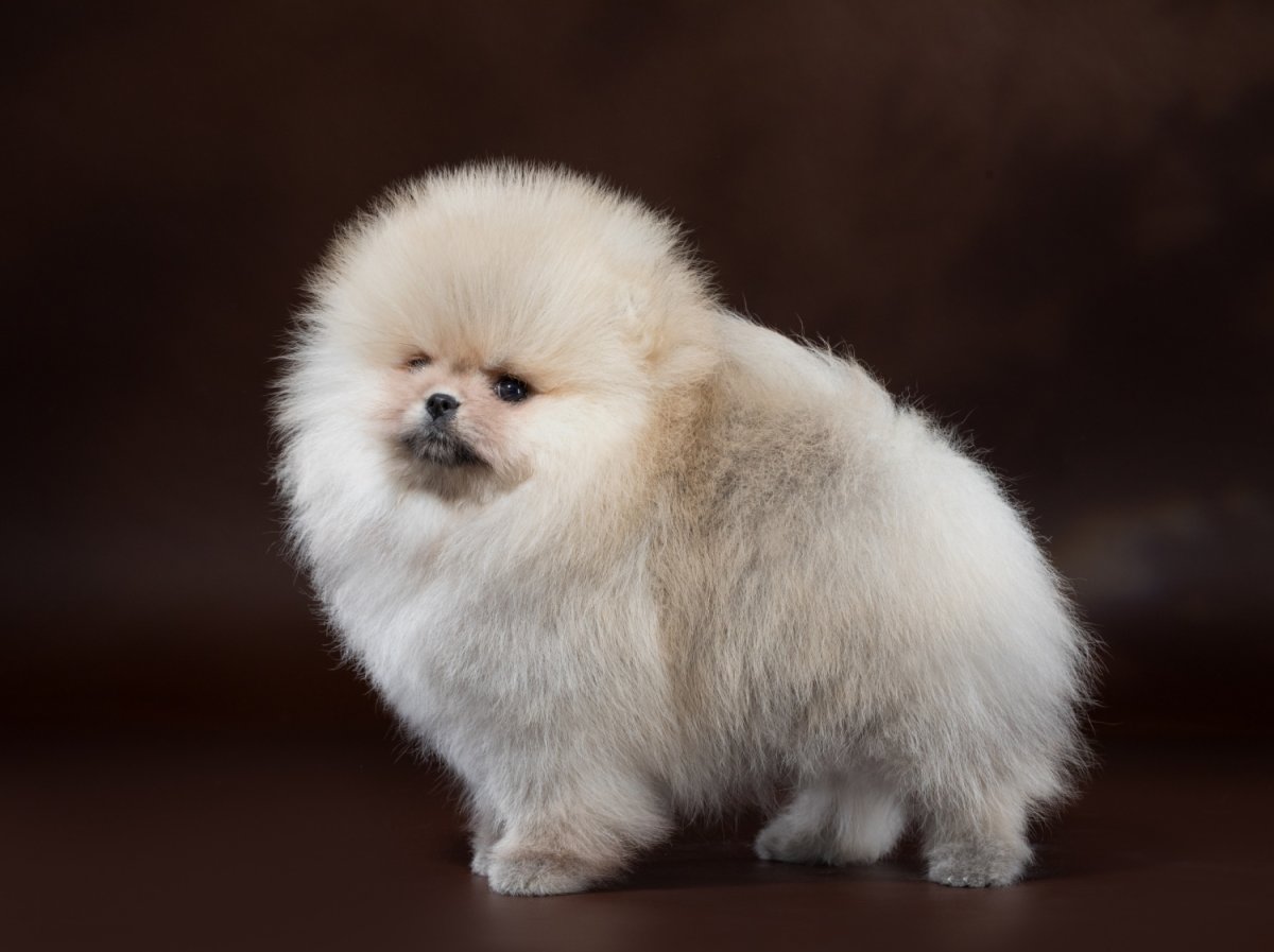 Померанский шпиц