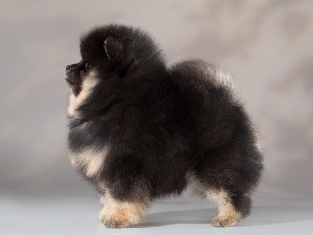 Померанский шпиц медвежьего типа