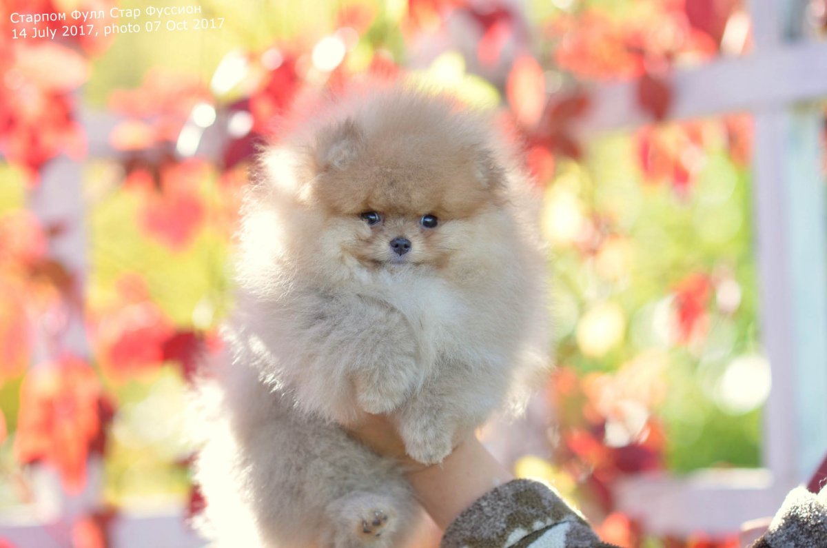 Померанский шпиц кудрявый