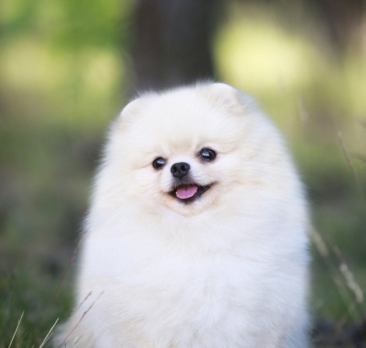 Шпиц померанский медвежьего белый