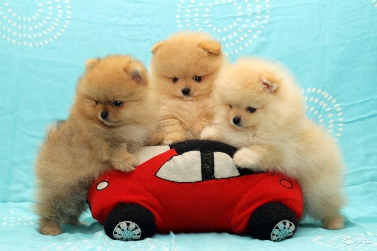 Карликовый шпиц Медвежонок