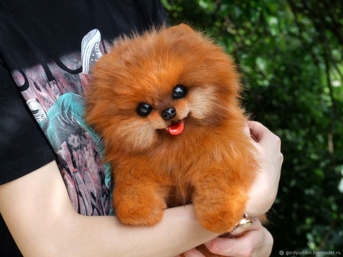 Померанский шпиц