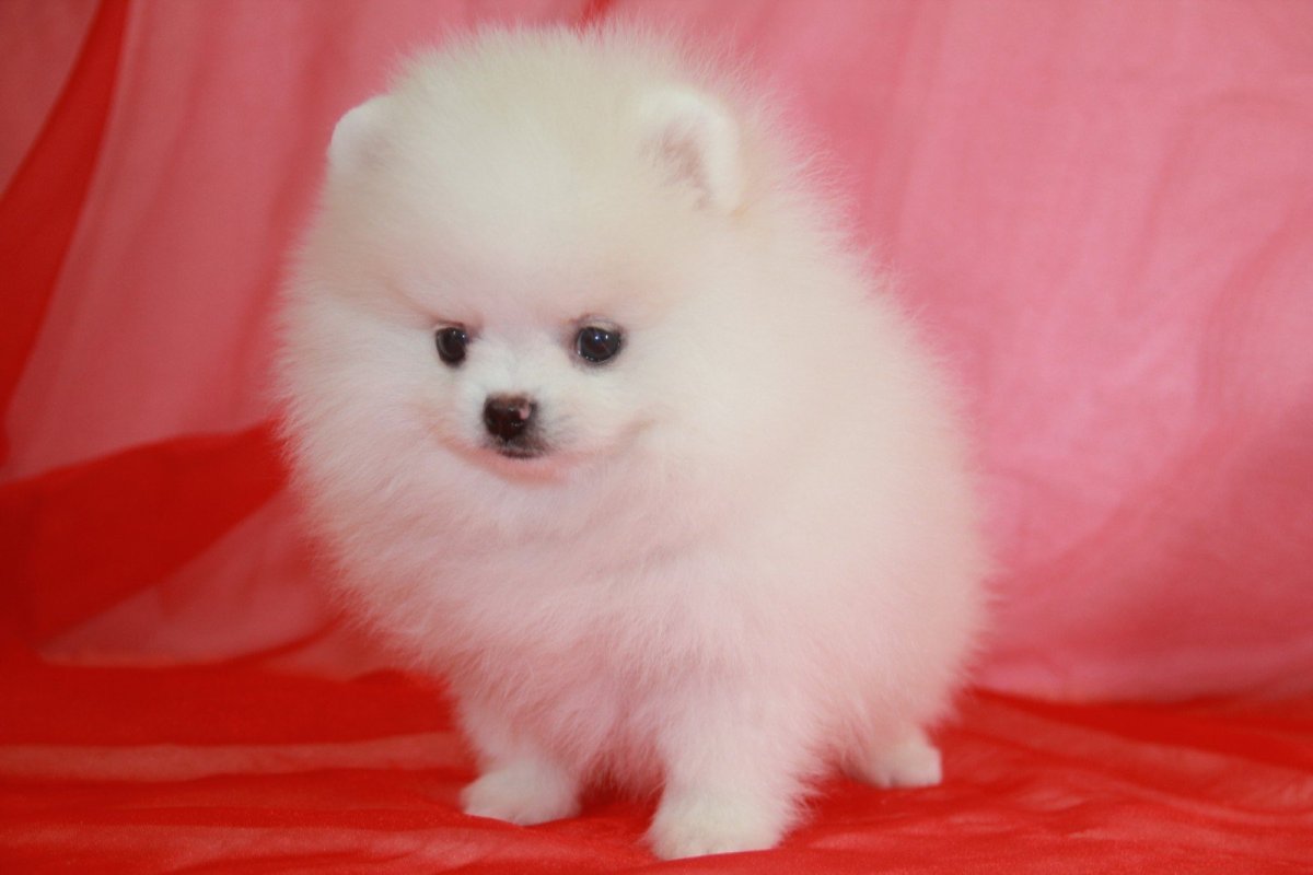 Померанский шпиц медвежьего типа белый