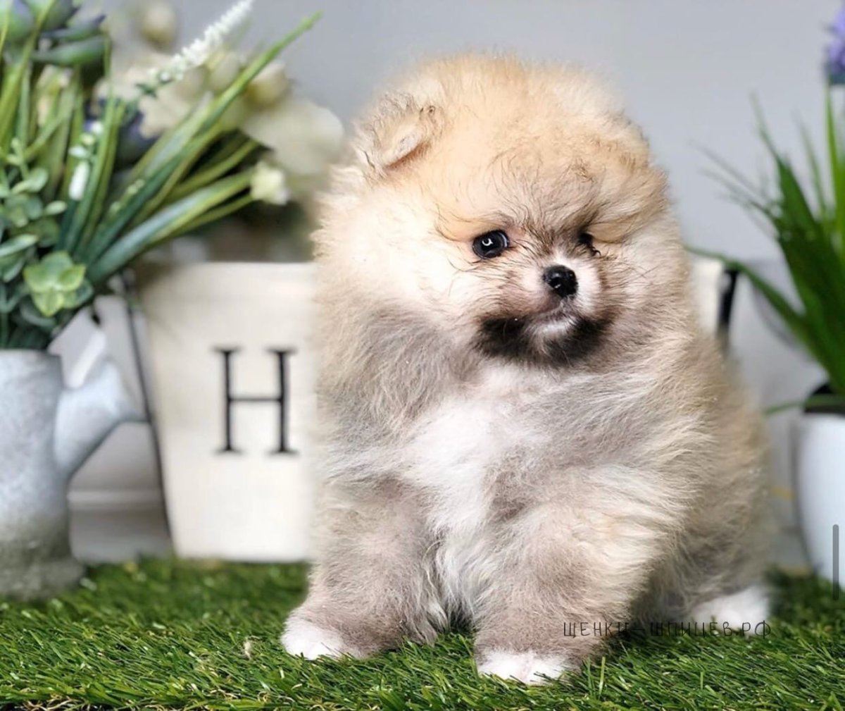 Померанский шпиц Тинкербэлл