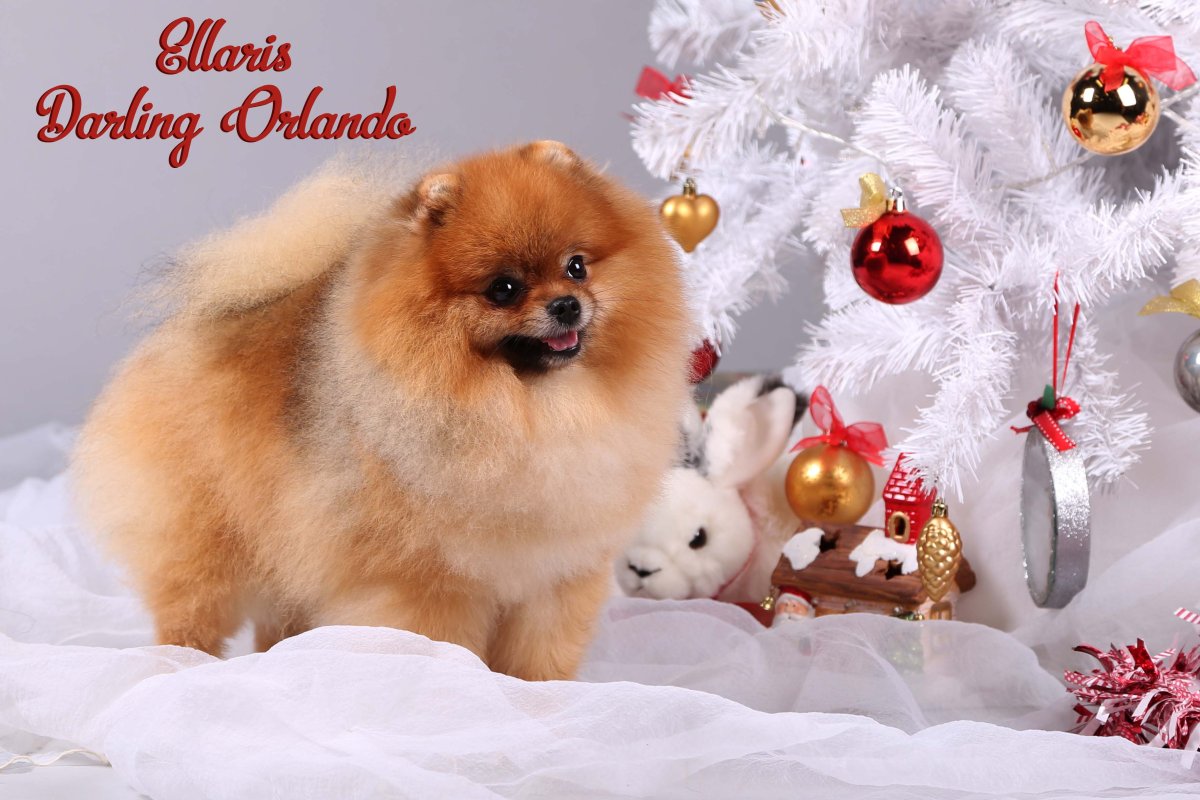 Рождественский шпиц