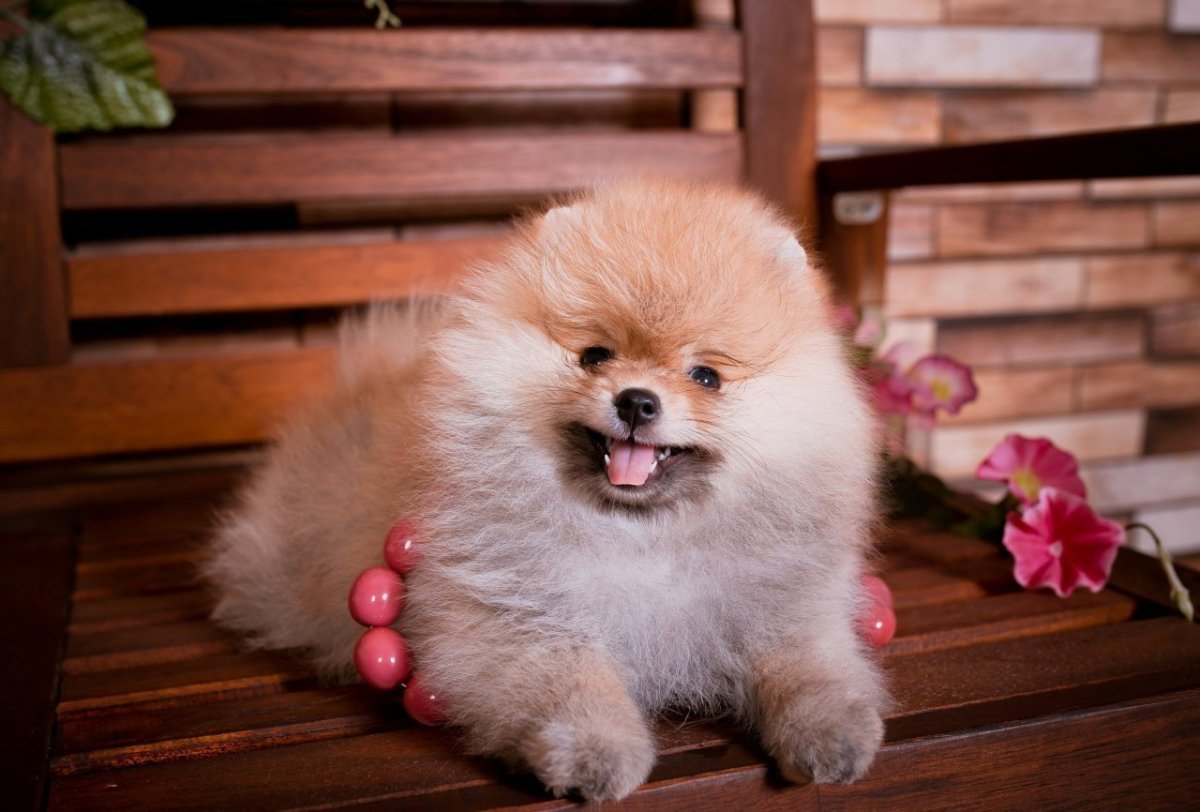 Шпиц померанский карликовый