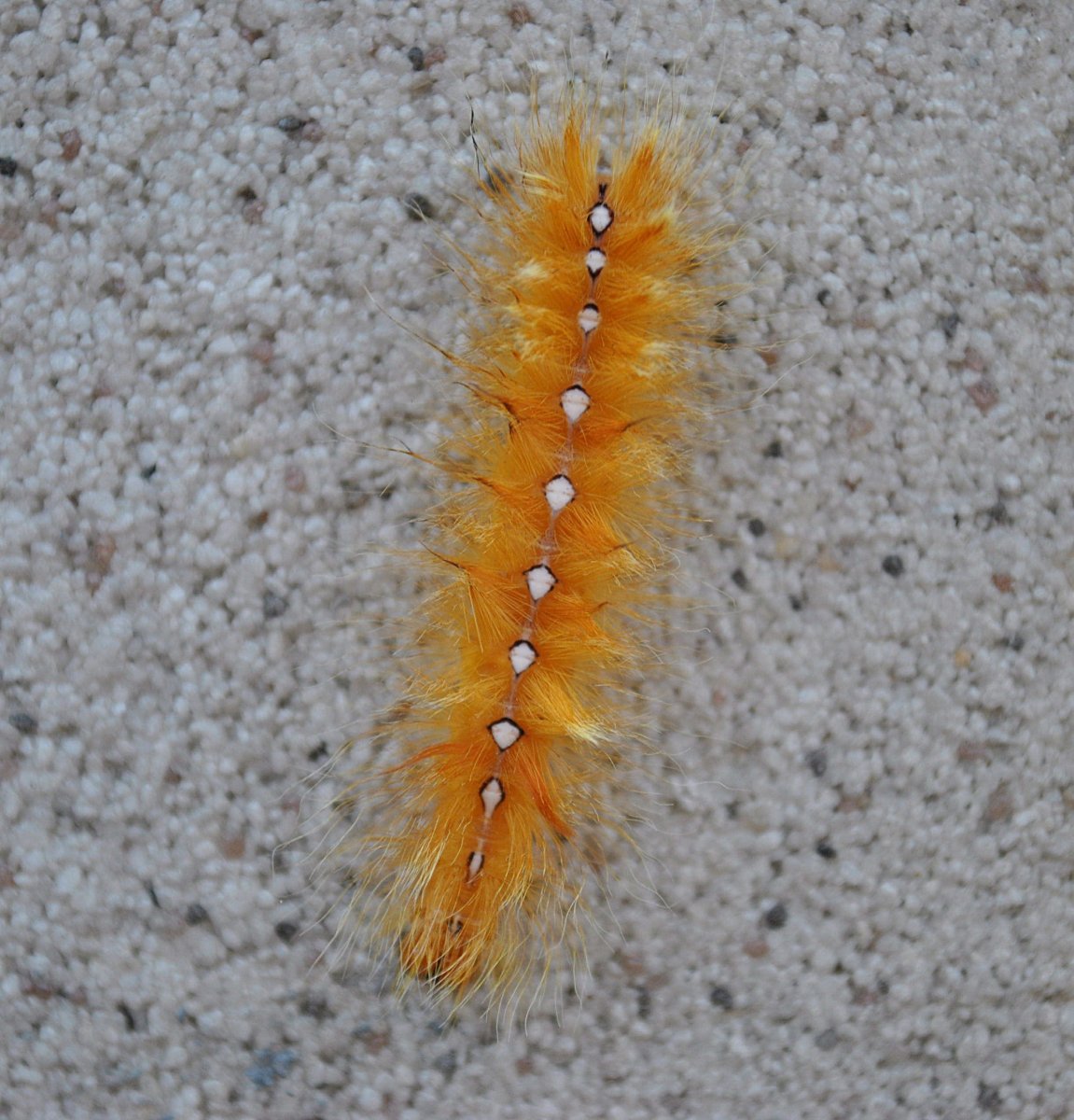 Стрельчатка Кленовая