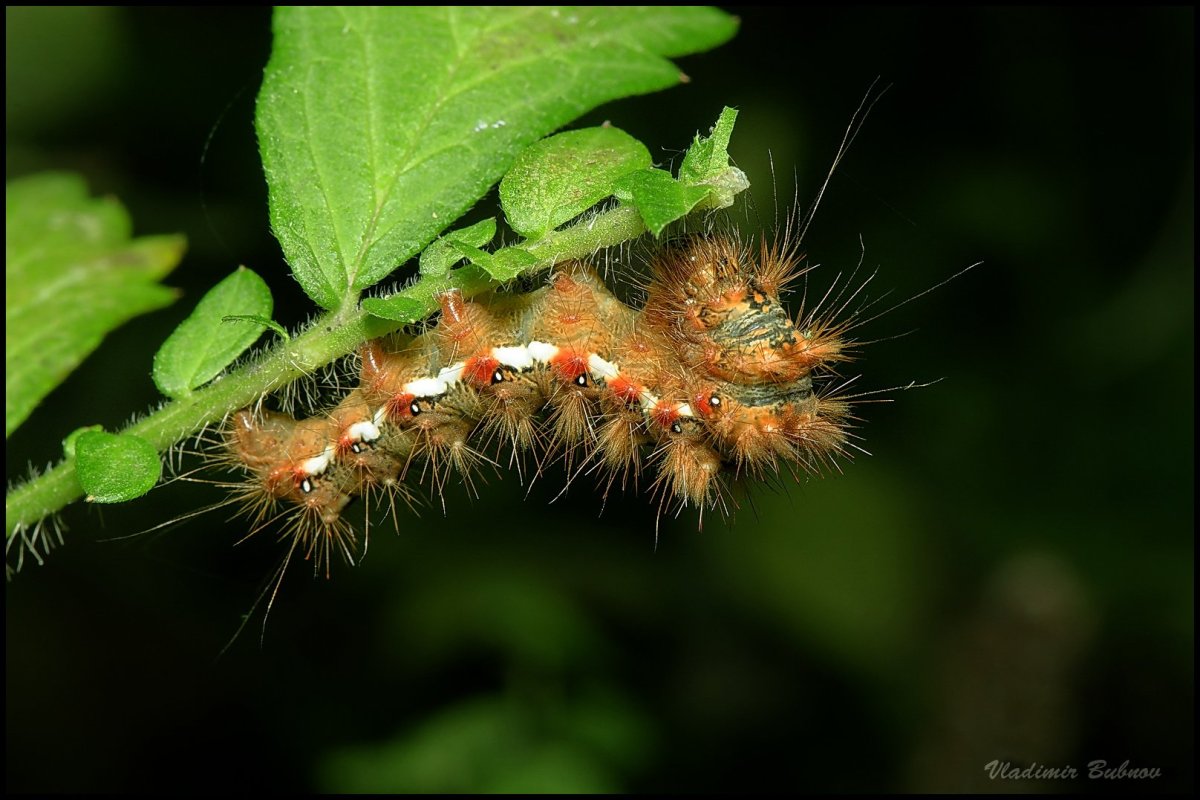 Acronicta rumicis Стрельчатка щавелевая