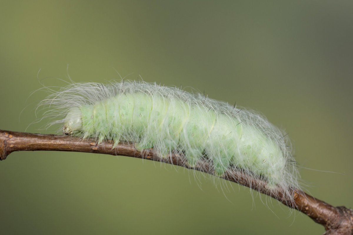 Acronicta leporina Linnaeus, 1758 гусеница