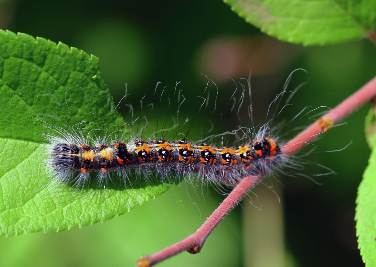 Acronicta Tridens гусеница