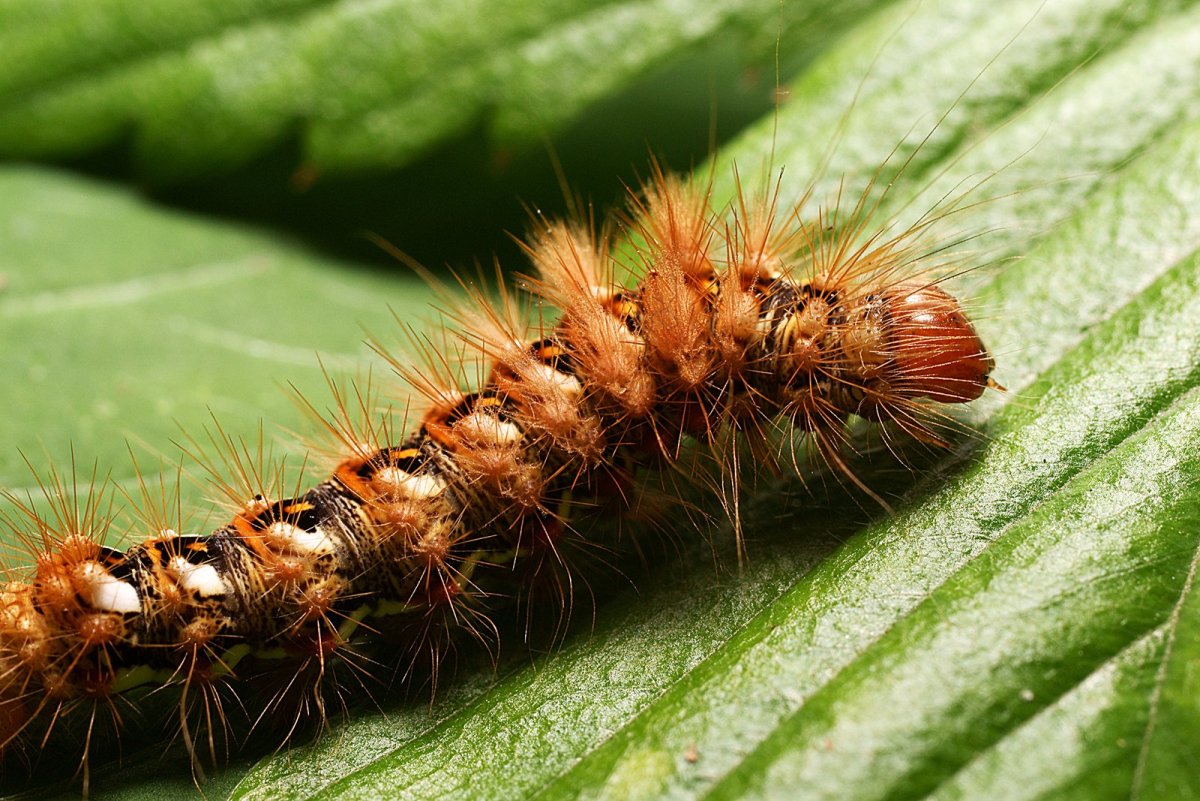 Стрельчатка щавелевая гусеница