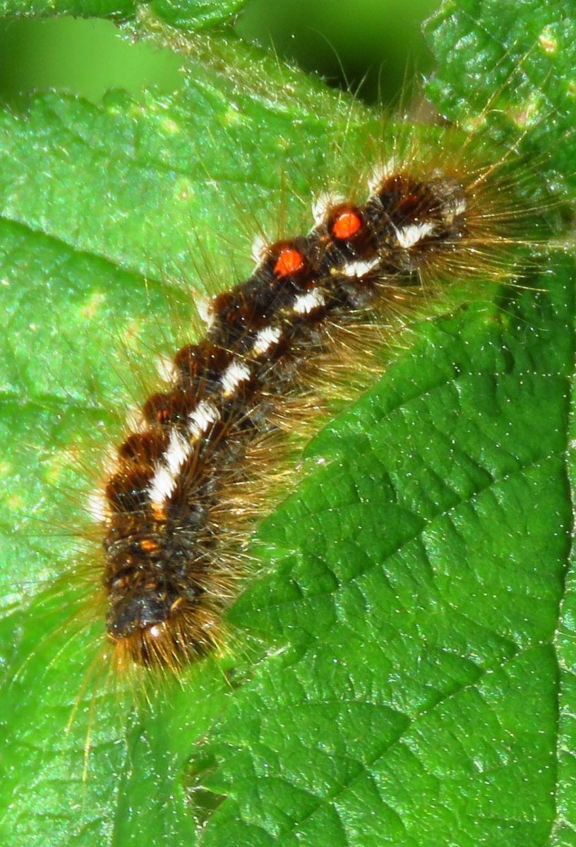 Гусеница Euproctis similis