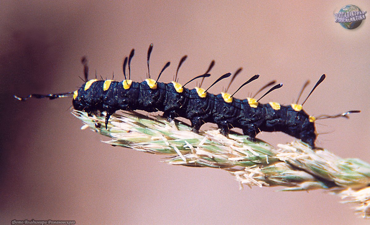 Стрельчатка Ольховая