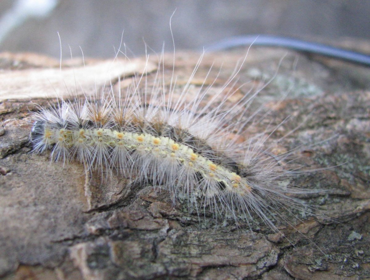 Пушистая гусеница ядовитая