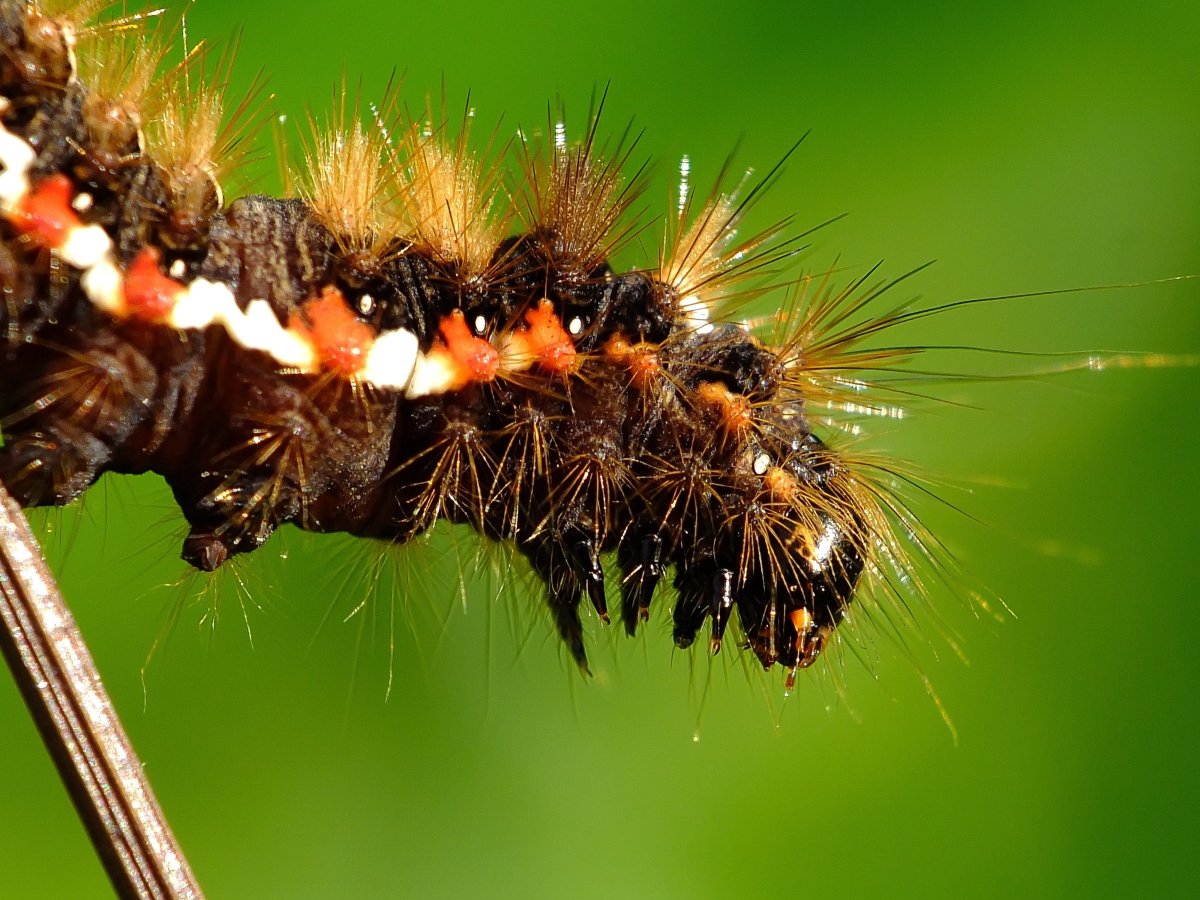 Гусеница Euproctis similis