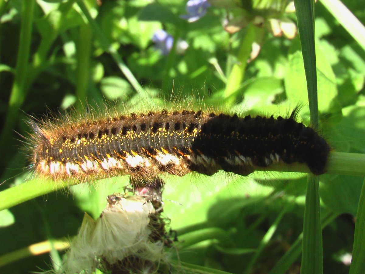 Гусеница бабочки коконопряда