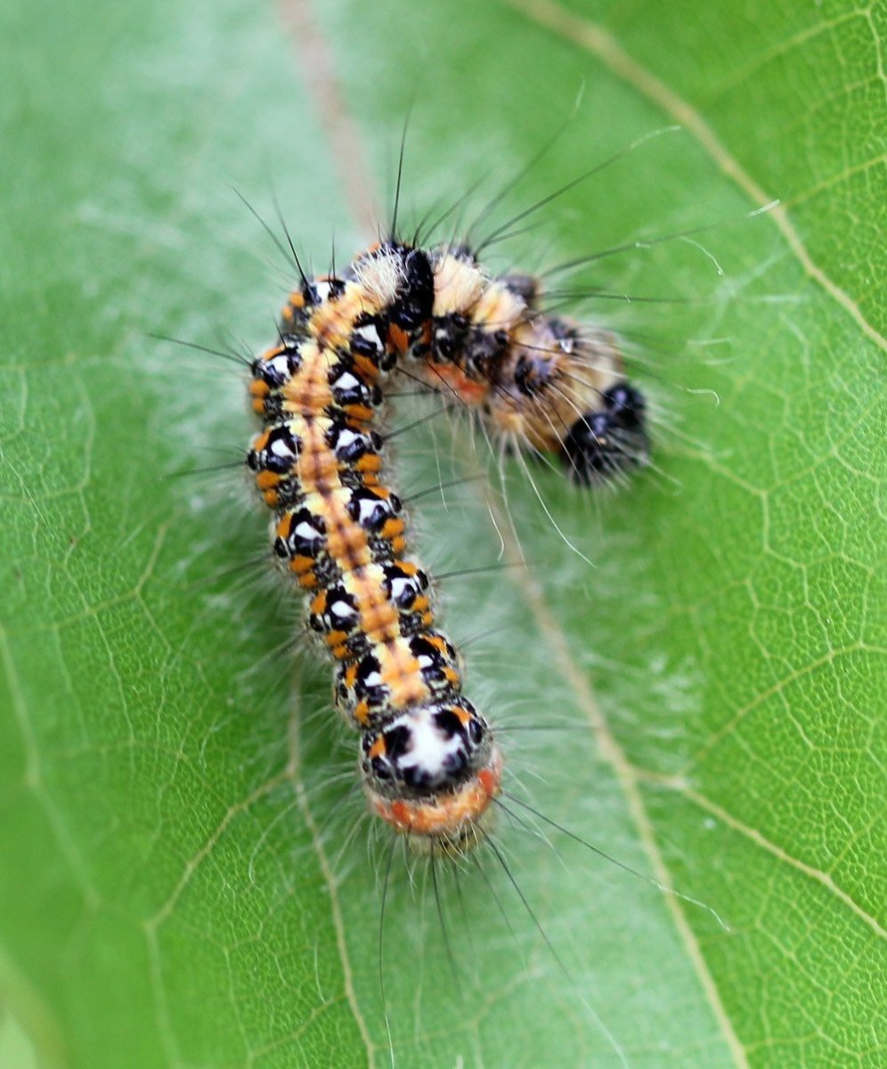 Стрельчатка Кленовая гусеница