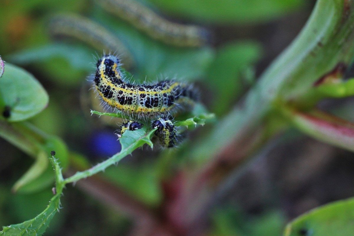 Махаон Бражник гусеница