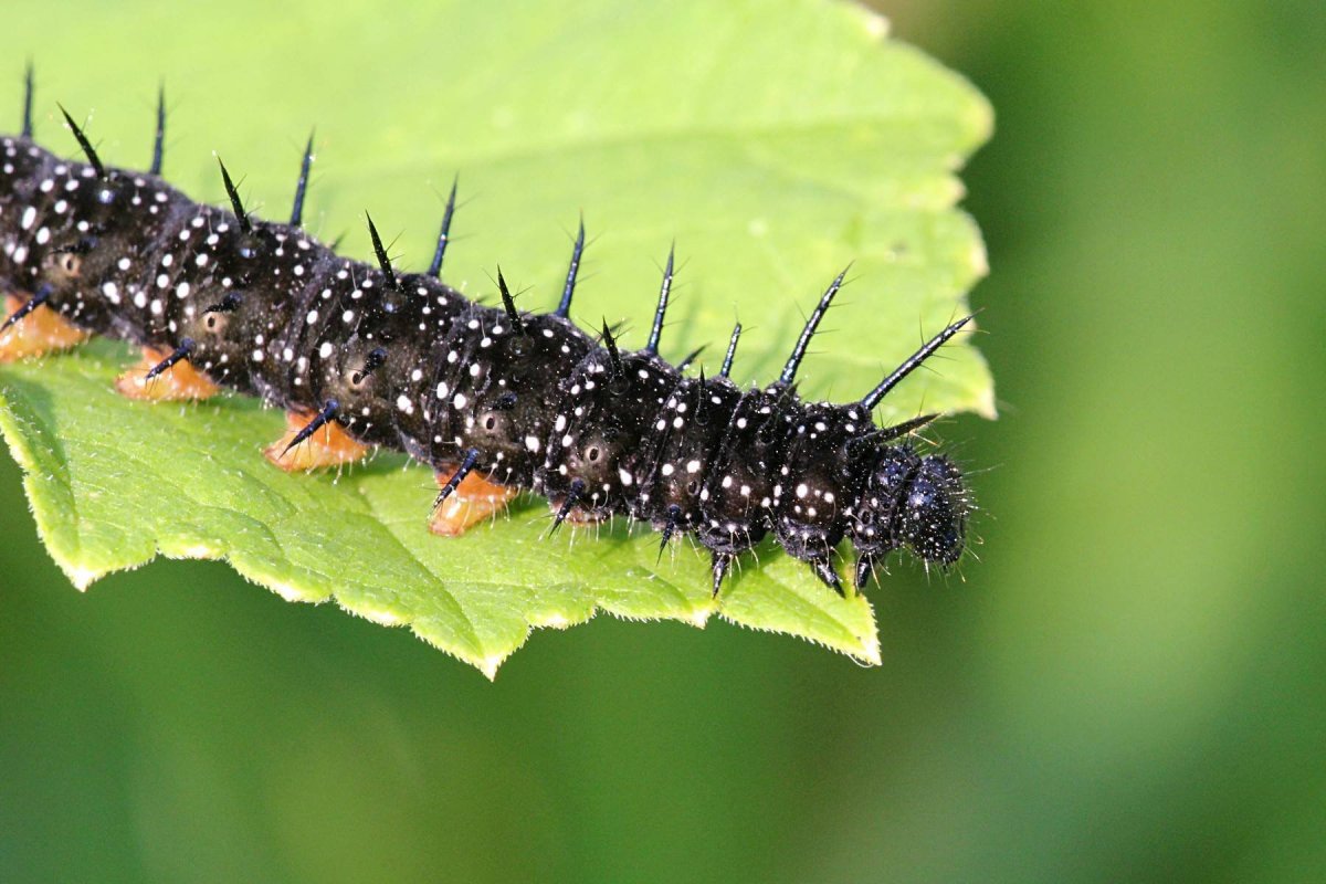 Гусеница павлиний глаз ядовитая