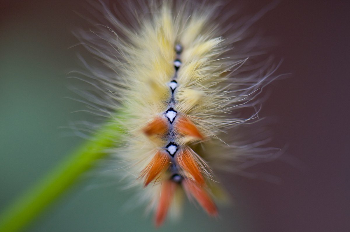 Стрельчатка Кленовая гусеница