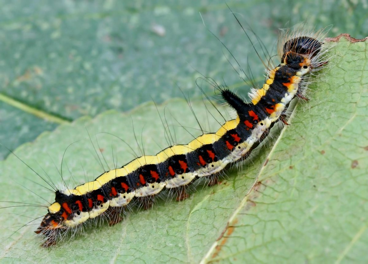 Acronicta psi гусеница