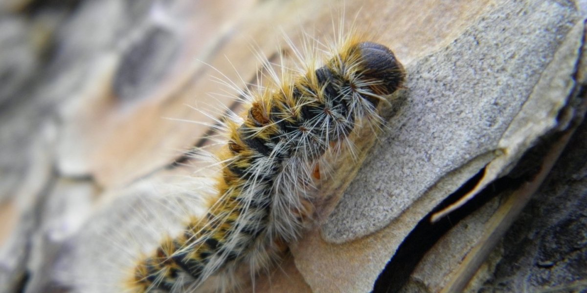 Крымские гусеницы