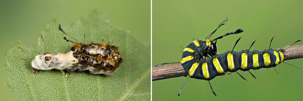 Гусеница стрельчатки Ольховой (Acronicta alni)